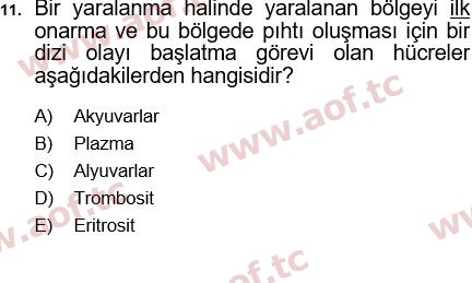 2024 Tıp Terimleri Final 11. Çıkmış Sınav Sorusu